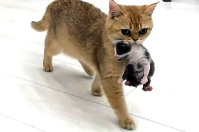 Mother Cat Adopts Orphaned Kitten in Heartwarming Act of Love