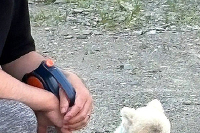 Pomeranian's Refusal to Walk Sparks Viral Sympathy: Gonta's Relatable Moment