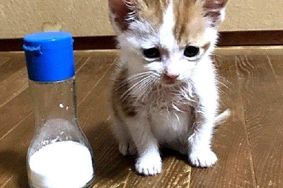 Rescued Kitten's Miraculous Journey: From Crow Attack to Loving Home