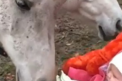 Adorable Moments: Horses and Young Children Bonding!