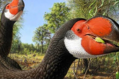Demon Ducks: The Terrifying Titans of Prehistoric Australia That Will Haunt Your Dreams!