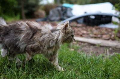Kitten Crashes Campers' Tent and Chirps for Cuddles: Meet Birdy the Adventure Cat!