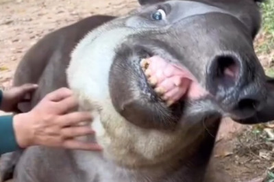 Laugh Out Loud: Hilarious South American Tapir Antics!