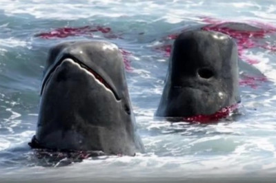 Orcas vs. Pilot Whales: A Battle of the Giants Beneath the Waves!