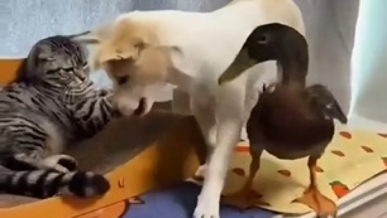 Dog, cat and duck impose control
