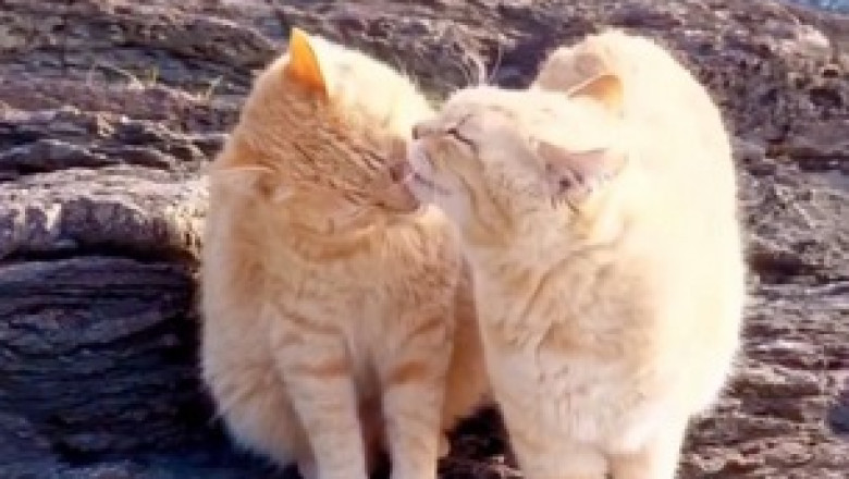 Heartwarming Feline Friendship: Cats Show Acts of Kindness
