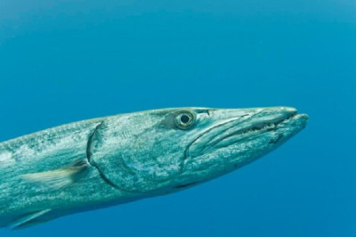 BARRACUDA ─ The Bloodthirsty Marine Butcher: A Deadly Force of Nature!
