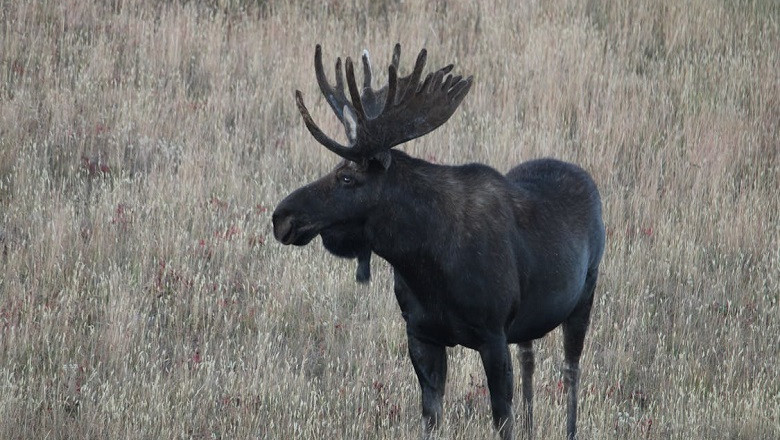 Moose Gone Wild: The Hilarious Adventures of Nature's Drunken Giants!