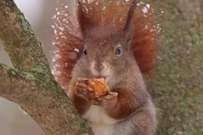 Squirrel Superhero: Witness the Astonishing Feats of an Awesome Squirrel