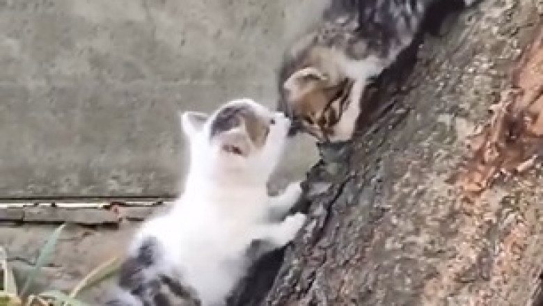 Tree Top Adventures: Kittens Climb with Curiosity