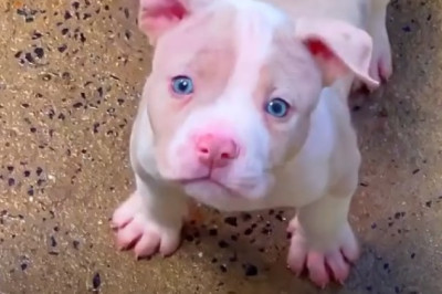 Meet the Cutest Grey Pitbull Puppy: An Unforgettable Adventure!