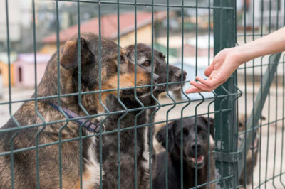 Discover the Top Animal Shelters in the U.S.: A Safe Haven for Our Furry Friends!