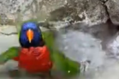Hilarious Parrot Takes a Refreshing Cold Bath: A Must-See Moment!
