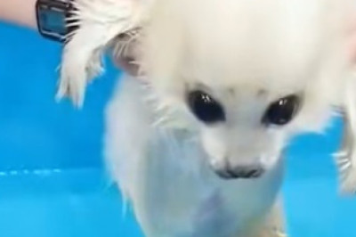 Adorable Baby Seals: The Cutest Water Puppies You'll Ever See!