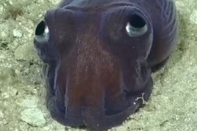 Fascinating Rossia Pacifica in Action: Watch the Master of Camouflage!