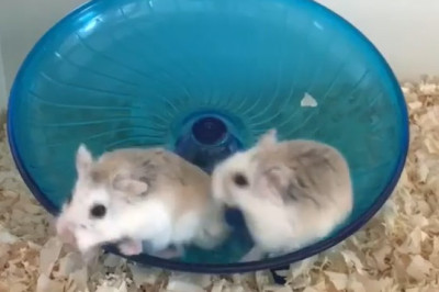 Hamster Carousel: Spinning Fun for Adorable Furballs!