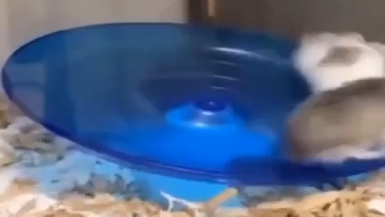 Hamster Spin Party: Round and Round We Go!