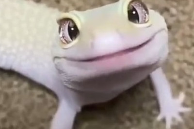 Hilarious Reptilian Shenanigans: These Reptiles Will Make You LOL!