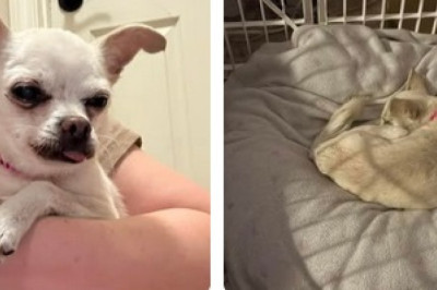 Adorable Senior Dog Finds Hope After Being Rescued from Local Shelter!