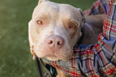 From Anxiety to Adoration: Mia's Journey to Find Love and Security