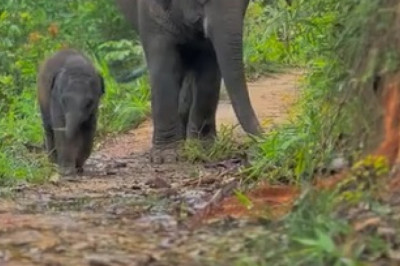 Heartwarming Moments: Elephant Father and Son Bonding Time!