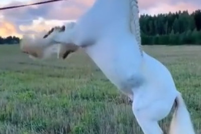 Majestic White Horse: A Vision of Grace and Beauty!