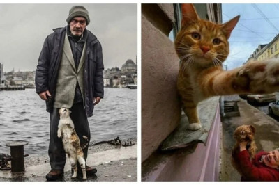 20 Adorable Street Photos Featuring Cats That Will Melt Your Heart