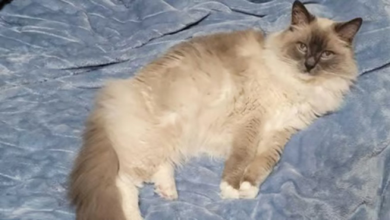 Heartwarming Tribute: Man Recreates Childhood Photo with His Beloved Cat, Captivating 127K Hearts!