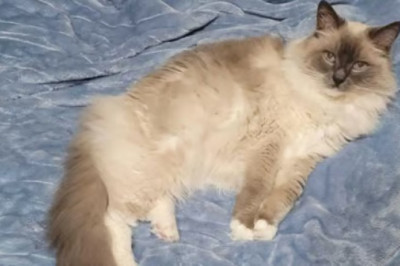 Heartwarming Tribute: Man Recreates Childhood Photo with His Beloved Cat, Captivating 127K Hearts!