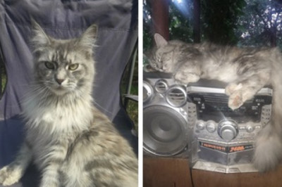 Meet Cleo: The Cat Who Only Sleeps to Her Favorite Cassette Tunes!