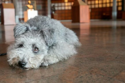 Paws and Paintings: How Italy's Museums Are Welcoming Your Furry Friends!