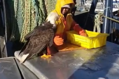 Watch This Eagle Request Fish: A Surprising Bond with a Fisherman!