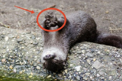 Why Otters Never Leave Home Without Their Favorite Stone: The Heartwarming Truth Behind Their Unique Tool Use!