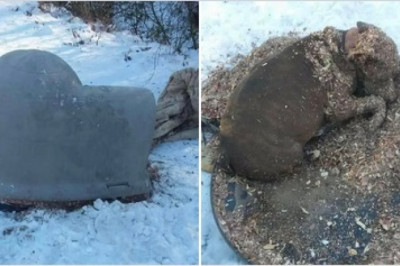 Heartbreaking Reality: Neglecting Pets in Freezing Temperatures Leads to Tragic Consequences