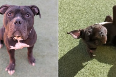 Snoopy: The Big-Hearted Dog Seeking a Forever Home!