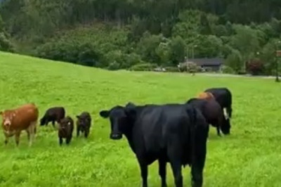 Life on the Farm: The Gentle Giants of Pastures