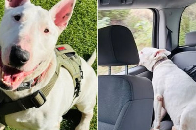 Rockie's Heartwarming Journey: From Shelter Life to a Loving Home