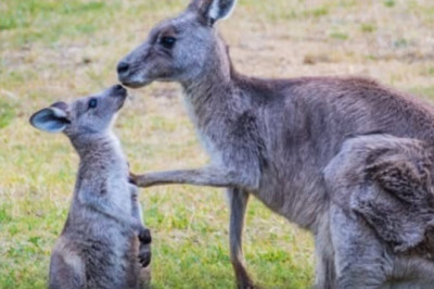 The Devastating Increase in NSW Kangaroo Kill Quota