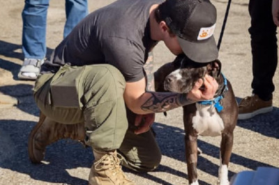 Rescue Effort of 87 Animals: 29 Cats and 58 Dogs Airlifted to Safety