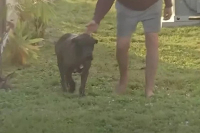 Against All Odds: 77-Year-Old Olympian Risks Life to Save Dog from Alligator Attack
