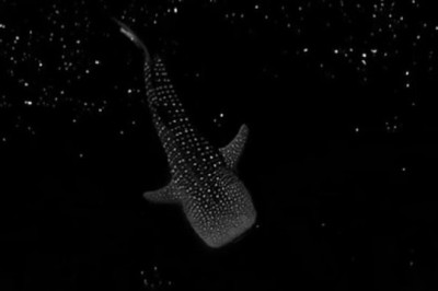Majestic Whale Shark: A Graceful Giant of the Ocean!