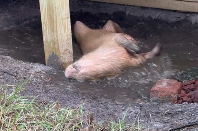 Meet the Capybara: The World's Friendliest Animal!