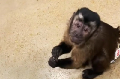 Tiny Dog Meets Playful Monkeys: An Unlikely Friendship