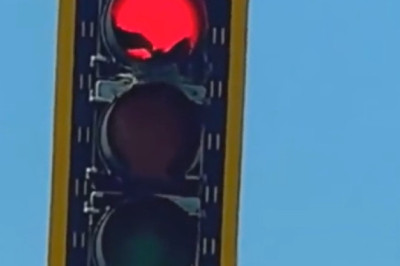 Unlikely Nesting Spot: A Crow Takes Over a Traffic Light