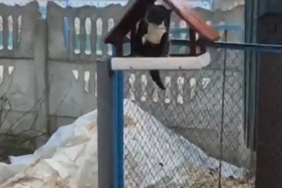 Cat Burglar: Feline Takes Over Bird's House!