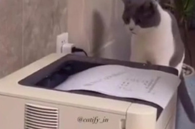 Paws on the Press: Cat Takes Over Printing Press Job!"