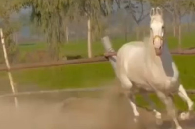 The Strength and Speed of Power Horses