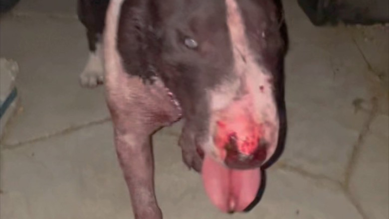 Intense Clash: Miniature Bull Terrier Takes Down Raccoon in Stunning Encounter!