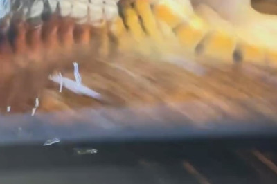 Unbelievable Showdown: Snake Attacks Owner in Shocking Encounter!
