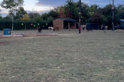 Wild Chase: Ostrich Takes Off After Foal in Hilarious Encounter!